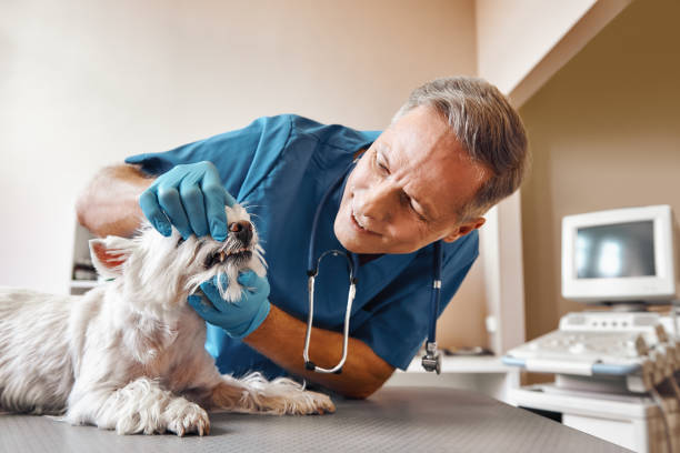 Best Walk-In Emergency Dental Services in Whitesboro, TX